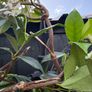 215cm trachelospermum  jasmine highly scented flower jasmine in new rattan pot Image 10