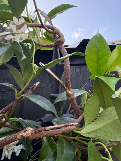215cm trachelospermum  jasmine highly scented flower jasmine in new rattan pot