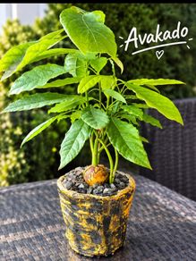 avocado plant