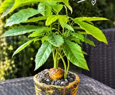 avocado plant