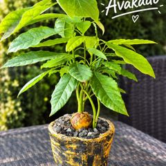 avocado plant