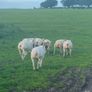 Pedigree Texel sheep Image 5