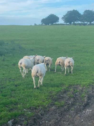 Pedigree Texel sheep