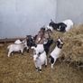 Pigmy goats Image 2