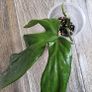 Philodendron Composportoanum leaf cutting Image 4