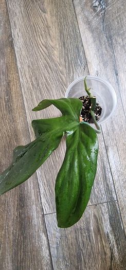 Philodendron Composportoanum leaf cutting