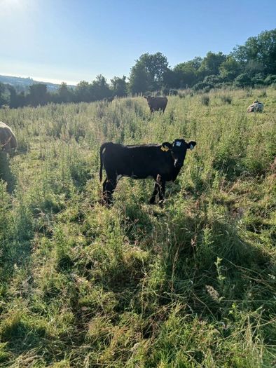 In calf heifers