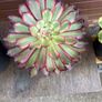 various rare variegated aeoniums Image 4