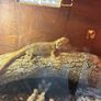 Glass reptile Terrarium Image 2