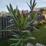 Nerium Oleander PINK Image 4