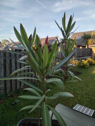 Nerium Oleander PINK