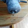 Diesel or heating  oil filter reusable  very handy to drain Image 4