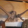 Vintage Red Deer Antlers Image 2