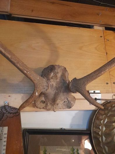 Vintage Red Deer Antlers