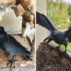 Black raven garden ornament or figurine