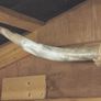 texas longhorn skull and horns Image 4
