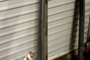 Peugeot 205 Spoiler
