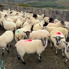 Hoggets - organic