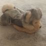 Adorable Husky Puppy Toy. Image 3