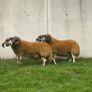 2 Lanark shearlings Image 2