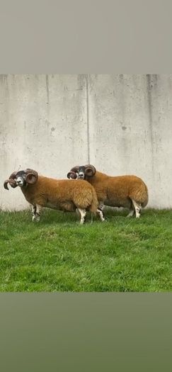 2 Lanark shearlings