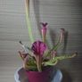 Rare to find Sarracenia Image 2