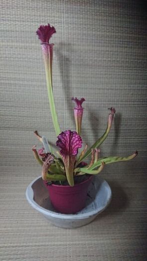 Rare to find Sarracenia