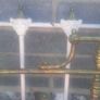 Brass iron victorian bed Image 3