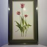 Original Elizabeth A. McEwen RUA - Tulips - Botanical Watercolour Image 2