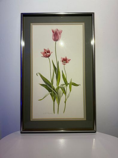 Original Elizabeth A. McEwen RUA - Tulips - Botanical Watercolour