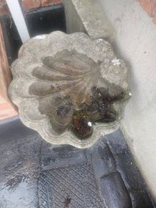 bird bath conch shell