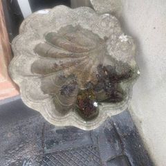 bird bath conch shell