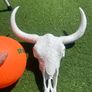 skull head Image 2