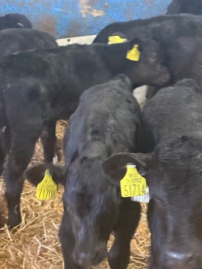 Angus calves