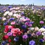 (C) Cornflower Bachelor's Button seeds 2g (414475) Image 2