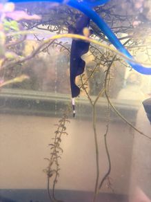 Black Ghost Knife fish