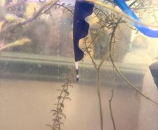 Black Ghost Knife fish