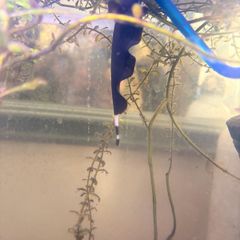 Black Ghost Knife fish