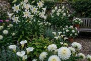 8 White Flowering Summer Collection