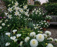 8 White Flowering Summer Collection