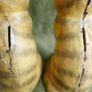 Antique Hand Painted Cast Iron Yellow Tabby Still Bank - Glass Eyes , 85 each Image 7