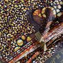 African Wax print fabric Image 2