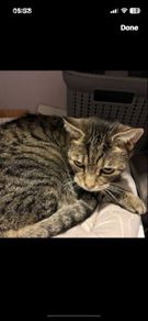 Cat rehoming