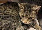Cat rehoming