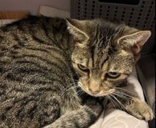 Cat rehoming