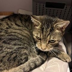 Cat rehoming