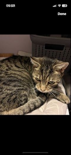 Cat rehoming