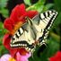 butterflylover