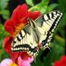 butterflylover