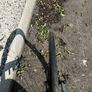 Medium Bike - Cannondale Image 5